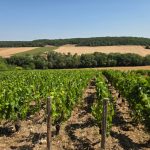 France 2026 – Part 4: Champagne – Côte des Bar