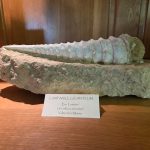France 2026 – Part 5: Champagne – Northern Champagne